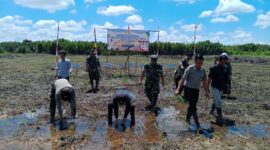 Kapten Inf Sulistiono Hadiri Penanaman Padi di Lahan CSR Selakau
