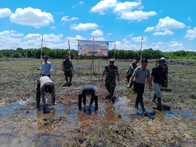 Kapten Inf Sulistiono Hadiri Penanaman Padi di Lahan CSR Selakau