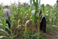 Kapolres Melawi AKBP Harris Batara Simbolon Pantau Lahan Jagung untuk Dukung Asta Cita Presiden RI