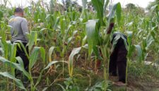 Kapolres Melawi AKBP Harris Batara Simbolon Pantau Lahan Jagung untuk Dukung Asta Cita Presiden RI