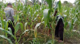 Kapolres Melawi AKBP Harris Batara Simbolon Pantau Lahan Jagung untuk Dukung Asta Cita Presiden RI