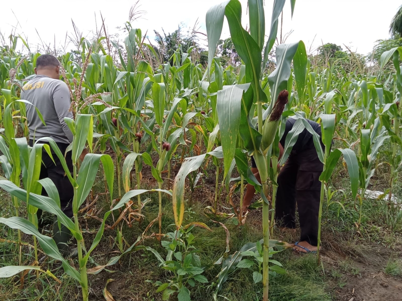 Kapolres Melawi AKBP Harris Batara Simbolon Pantau Lahan Jagung untuk Dukung Asta Cita Presiden RI
