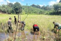 Satgas TMMD Ke-128 Kodim 1204/Sanggau Melaksanakan Proses Penyemaian Padi