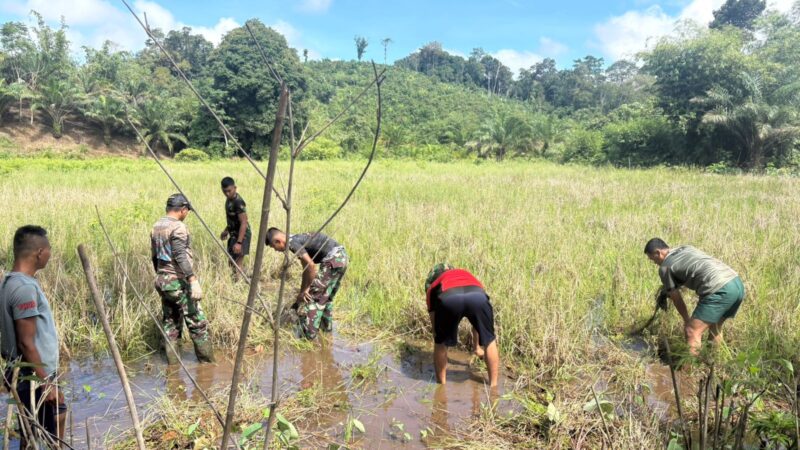 Satgas TMMD Ke-128 Kodim 1204/Sanggau Melaksanakan Proses Penyemaian Padi