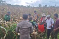 Panen Jagung Hibrida 2,5 Hektare, Polsek Kendawangan Dampingi Petani