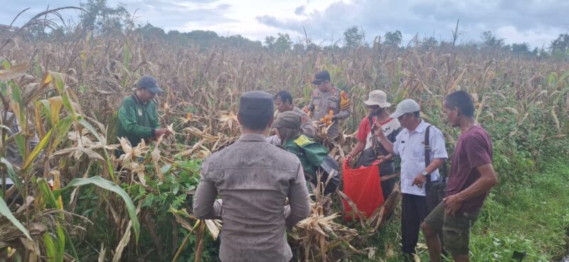 Panen Jagung Hibrida 2,5 Hektare, Polsek Kendawangan Dampingi Petani