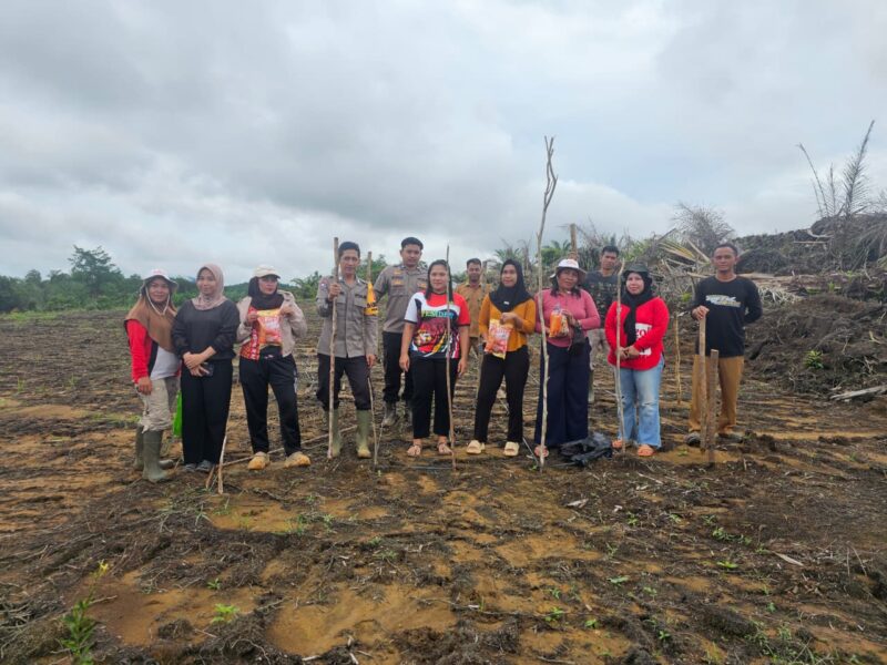 Polsek Sandai Bersama Pemerintah Desa dan Kelompok Tani Laksanakan Penanaman Jagung Hibrida di Desa Jago Bersatu