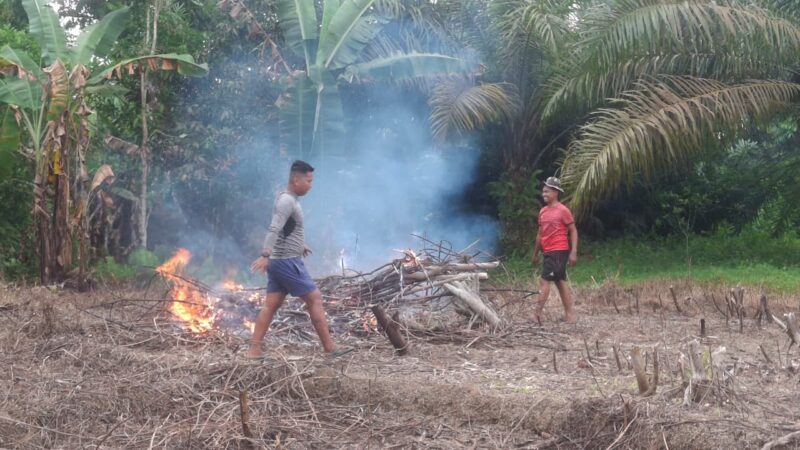 Pembukaan Lahan Jagung TMMD Ke-128 Kodim 1204/Sanggau Capai 70 Persen, Dukung Ketahanan Pangan