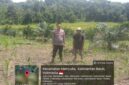 Bhabinkamtibmas Desa Ansang Cek Perkembangan Tanaman Jagung, Dukung Program Swasembada Pangan di Landak
