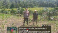 Bhabinkamtibmas Desa Ansang Cek Perkembangan Tanaman Jagung, Dukung Program Swasembada Pangan di Landak